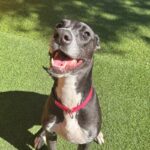 An image of Corra. Corra is a Greyhound/Mixed Breed (Medium).