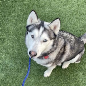 An image of Christy. Christy is a Husky, Siberian.