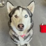 An image of Christy. Christy is a Husky, Siberian.