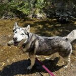 An image of Christy. Christy is a Husky, Siberian.