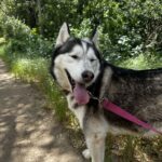 An image of Christy. Christy is a Husky, Siberian.