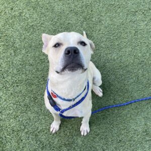 An image of Sarge. Sarge is a Terrier, Pit Bull.