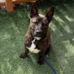 An image of Terry. Terry is a Shepherd, German/Terrier, Pit Bull.