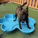 An image of Terry. Terry is a Shepherd, German/Terrier, Pit Bull.