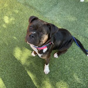 An image of Luna. Luna is a Boxer.