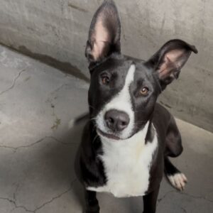 An image of Lenny. Lenny is a Terrier, Pit Bull.
