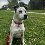 An image of Pebbles. Pebbles is a Pointer.