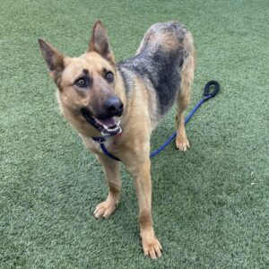 An image of Lela. Lela is a Shepherd, German.