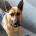 An image of Lela. Lela is a Shepherd, German.
