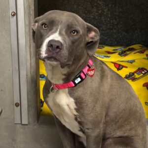 An image of Moonpie. Moonpie is a Terrier, Pit Bull.