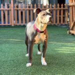 An image of Moonpie. Moonpie is a Terrier, Pit Bull.