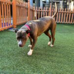 An image of Moonpie. Moonpie is a Terrier, Pit Bull.