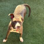 An image of Moonpie. Moonpie is a Terrier, Pit Bull.