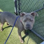 An image of Sylvia. Sylvia is a Terrier, Pit Bull.