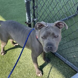 An image of Sylvia. Sylvia is a Terrier, Pit Bull.