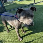 An image of Sylvia. Sylvia is a Terrier, Pit Bull.