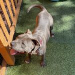 An image of Sylvia. Sylvia is a Terrier, Pit Bull.