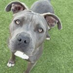 An image of Sylvia. Sylvia is a Terrier, Pit Bull.
