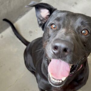 An image of Fancy. Fancy is a Retriever, Labrador.