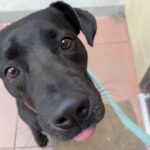 An image of Fancy. Fancy is a Retriever, Labrador.