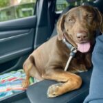 An image of Dora. Dora is a Retriever, Labrador.
