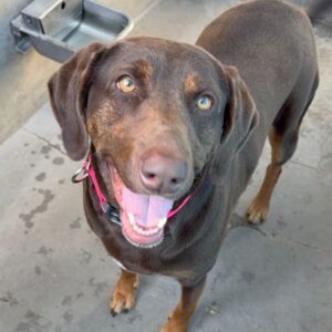 An image of Dora. Dora is a Retriever, Labrador.