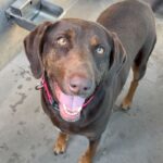 An image of Dora. Dora is a Retriever, Labrador.
