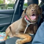 An image of Dora. Dora is a Retriever, Labrador.