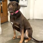 An image of Dora. Dora is a Retriever, Labrador.