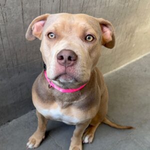 An image of Posh. Posh is a Terrier, Pit Bull.