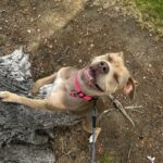 An image of Posh. Posh is a Terrier, Pit Bull.