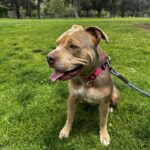 An image of Posh. Posh is a Terrier, Pit Bull.