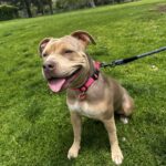 An image of Posh. Posh is a Terrier, Pit Bull.