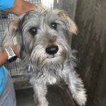 An image of Billy Boy. Billy Boy is a Schnauzer, Miniature.