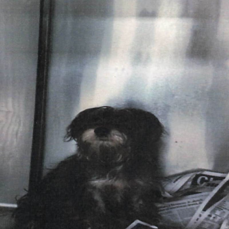 An image of Billy Boy. Billy Boy is a Schnauzer, Miniature.
