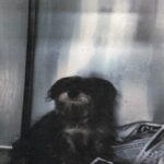 An image of Billy Boy. Billy Boy is a Schnauzer, Miniature.