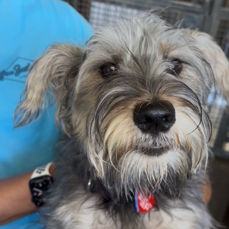 An image of Max. Max is a Schnauzer, Miniature.