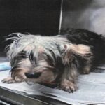 An image of Max. Max is a Schnauzer, Miniature.
