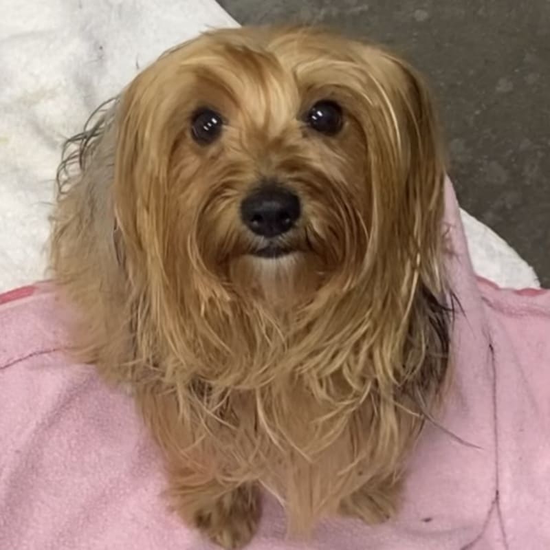 An image of Mom. Mom is a Terrier, Yorkshire, Yorkie.