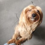 An image of Mom. Mom is a Terrier, Yorkshire, Yorkie.