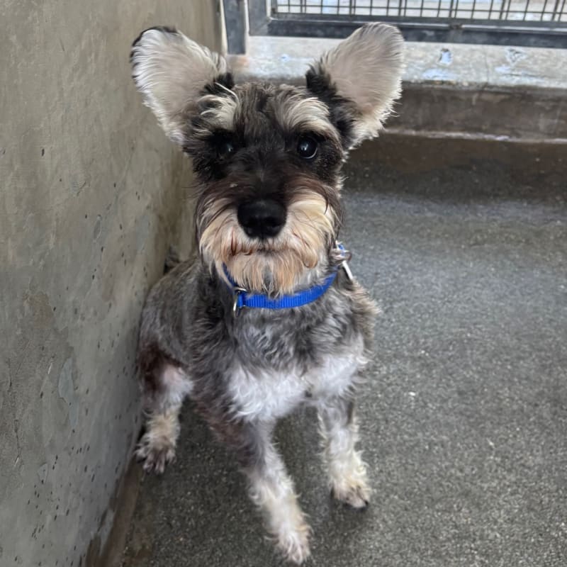 An image of Dad. Dad is a Schnauzer, Miniature.
