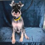An image of Dad. Dad is a Schnauzer, Miniature.