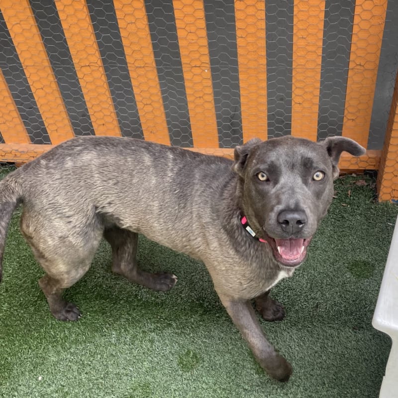An image of Laurie. Laurie is a Mastiff, Cane Corso.