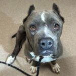 An image of Ummi. Ummi is a Terrier, Pit Bull.
