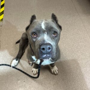 An image of Ummi. Ummi is a Terrier, Pit Bull.