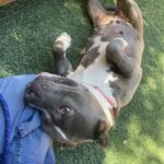 An image of Ummi. Ummi is a Terrier, Pit Bull.