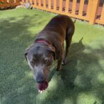 An image of Gracie. Gracie is a Terrier, Pit Bull.