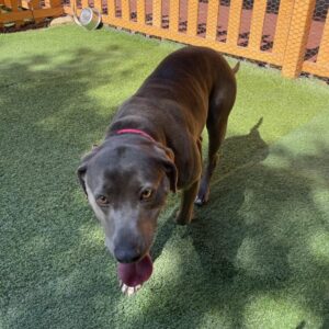 An image of Gracie. Gracie is a Terrier, Pit Bull.