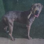 An image of Gracie. Gracie is a Terrier, Pit Bull.