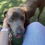 An image of Gracie. Gracie is a Terrier, Pit Bull.